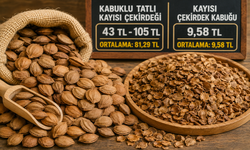 Malatya’da Kayısı Çekirdeği Fiyatı Belli Oldu! Rakamı Gören Şaşırdı