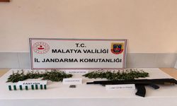 Doğanşehir’de 36 Kök Kenevir ve Esrar Ele Geçirildi