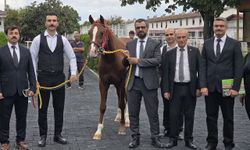 Malatya’da Yetiştirildi, Veliefendi’de Milyonlara Satıldı! En Pahalı Tay 8,75 Milyon TL