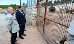 Başkan Taşkın Açıkladı! Barınağın Kapasitesi Dikkat Çekti