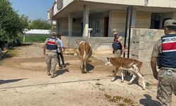 Şanlıurfa’da Büyükbaş Hayvan Satışında Dolandırıcılık İddiası! 1 Şüpheli Yakalandı