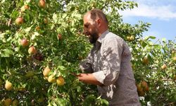 Malatya’da Bu Armudun Kilosu 100 TL! Hasat Başladı, Üretici Siparişlere Yetişemiyor