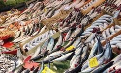 Palamutta Bolluk Krizi! Malatya’da Sofraya Gelmeden Fiyatı Değişiyor