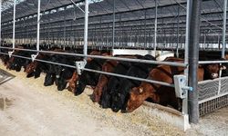Malatya’daki Besiciler Dikkat! Başvuru Tarihi Belli Oldu, 480 Bin Başlık Plan
