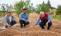 Kayısının Başkentinde Dikkat Çeken Değişim! 45 Dönümlük Badem Bahçesinde Hasat Başladı
