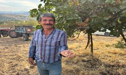 Doktorluğu Bıraktı, Köyüne Döndü: Malatya’da Kayısıya Yeni Rakip Geliyor