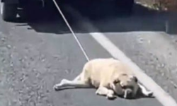 Yol Boyunca Sürüklenen Köpek Gündem Oldu! Sürücü Tepkilerin Ardından Kaçtı