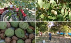 Malatya’da Babasından Kalan Mirası Öyle Bir Şeye Dönüştürdü Ki! Bu Yıl 2 Ton Bekliyor...