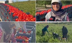 Malatya’da Tarlada 10 Lira, Markette 100 Lira! Üretici İsyan Etti: “Eken Kazanmıyor, Aracı Kazanıyor”