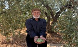 Bu Zeytinler Sofraya Gelmeden 2 Hafta Bekliyor! Gaziantep’te Hasat Başladı