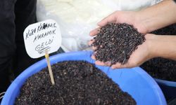 Tezgâhlarda Yerini Aldı! Kilosu 100 TL’ye Kadar Çıkıyor