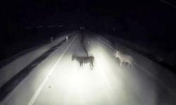 Kahta-Siverek Yolunda Tır Eşeklere Çarptı! Kaza Anı Kamerada