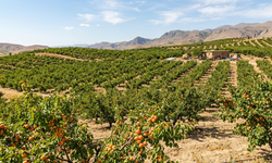Malatya’da Kayısı Bahçesi İçin 21 Milyonluk Karar!