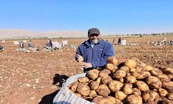 Yerli Tohum Dikkat Çekiyor! Darende’de 3 Bin Dönümde Patates Üretimi