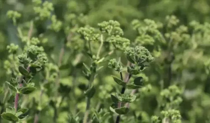 Malatya dağlarından sağlığınıza 6 doğal dokunuş!