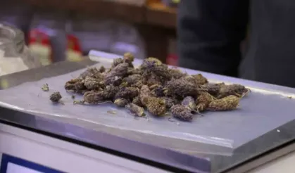 Ramazan’da sigara tiryakilerine çözüm yolu: Karabaş otu