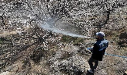 Kayısıda Bereket mi, Felaket mi? Üreticiler Hava Durumuna Kilitlendi!