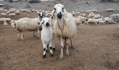 Erzincan’da koyun ve kuzuların coşkulu buluşması havadan görüntülendi