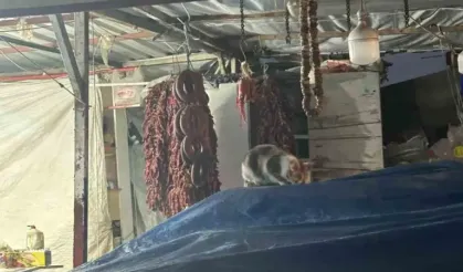 Şarküteri tezgahında sucuğun tadını çıkaran kedi kameraya yakalandı