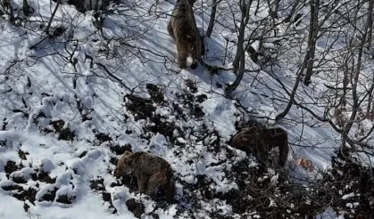 Tunceli’de kış uykusundan uyanan ayılar yiyecek ararken görüntülendi