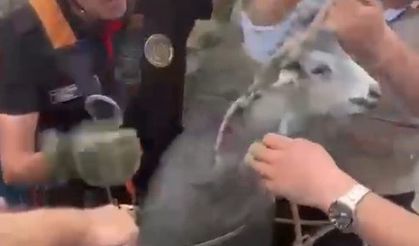 Kahramanmaraş'ta kuyuya düşen keçi kurtarıldı