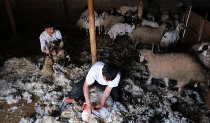 Erzincan’da kuzu kırkım sezonu başladı