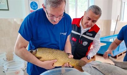 Adana'da sazan sağımı başlandı