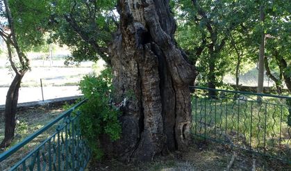 Malatya'da 800 Yıllık Ağaç! ‘Ant Ağaç’ Tescil Ediliyor