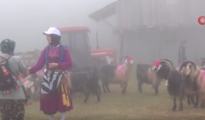 Asırlık yayla göçü başladı! Hayvanlar geceden boyandı, sabah püskülleri takıldı!