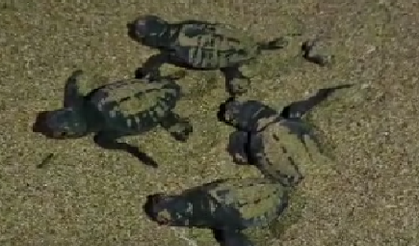 Antalya’da  Caretta yavrularının denize ‘merhaba’ deyişi saniye saniye kaydedildi!