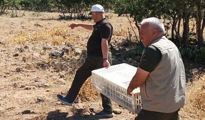 Elazığ’da doğaya ‘kenesavar’ salındı!