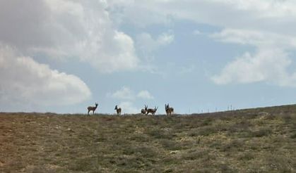 Dağların eşsiz tırmanıcıları bozkırda poz verdi
