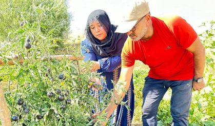 Malatya Fideleriyle Hayat Bulan Siyah Domates Yüksekova’da Yetişiyor