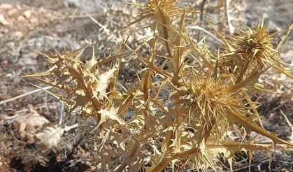 Malatya'nın dağlarında yetişiyor, kilosu altınla yarışıyor!