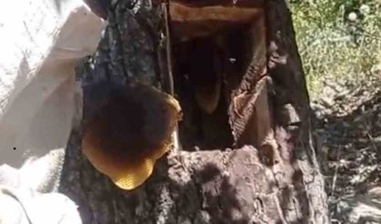 Ağaç kovuğundan kilo kilo bal çıktı