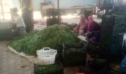 Su sorunu çiftçileri alternatif ürüne yöneltti