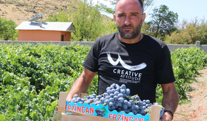 10 bin dekarda üretiliyor: Şifanın hasadı başladı