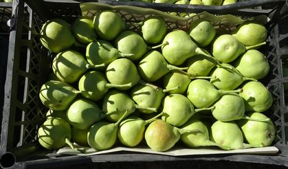 Akçadağ’da talep patlaması! 70 TL’yi duyan istiyor!