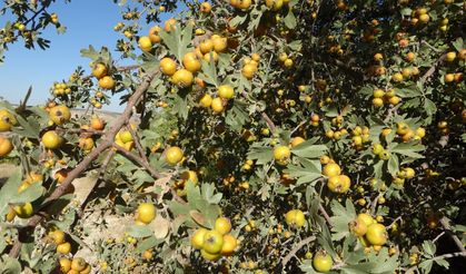 Kilosu 250 TL’den satılıyor: Malatyalı üreticilerin yüzünü alıç güldürdü
