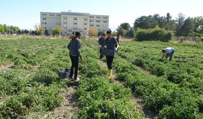Bir avuç tohumla başlayan hikaye Malatya’da fabrikaya dönüştü!