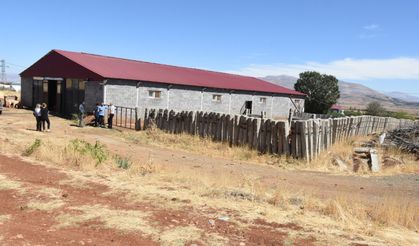 Malatya'da besicilere 2 bin 932 damızlık büyükbaş hayvan verilecek