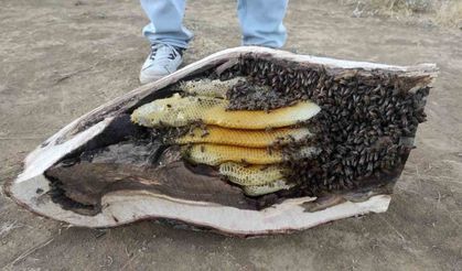 Mağara ve ağaç kovuğundan kilo kilo organik bal çıktı