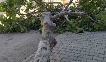 Rüzgara dayanamayan ağaç devrildi