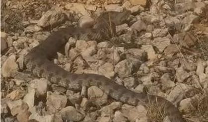 Tek ısırığı bir insanı öldürmeye yeten dev engerek yılanı görüntülendi