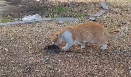 Kedi ile farenin dostluğu şaşırttı