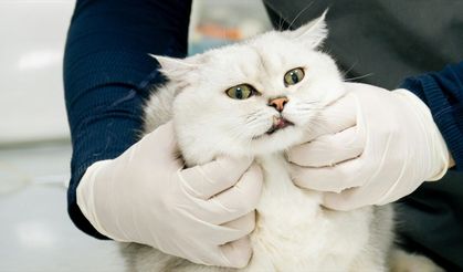 Veteriner Kontrol Enstitülerinin kapasitesi 21 yeni laboratuvarla güçlendirilecek