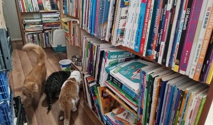 Malatya'da Konteynerde hayata tutunan sahaf, sokak kedilerini yalnız bırakmadı