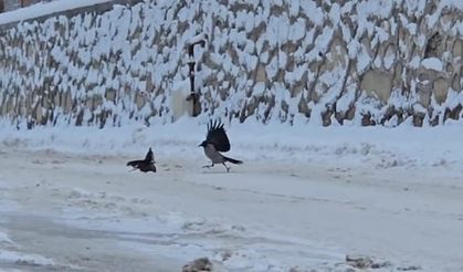 Malatya'da İlçe beyaza büründü, aç kalan kargalar sokaklara indi