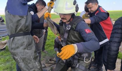 Kuyuya düşen inek itfaiye ekiplerince kurtarıldı