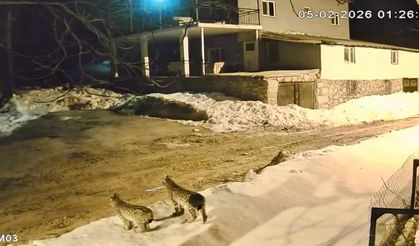 Malatya'da Koruma Altındaki Vaşaklar İlk Kez Bir Arada Görüntülendi